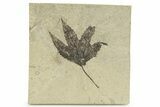 Beautiful Fossil Sycamore (Macginitiea) Leaf - Utah #263318-1